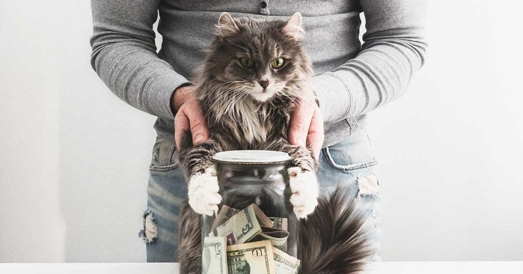 Pay Vet Bill with Cat and Jar of Money